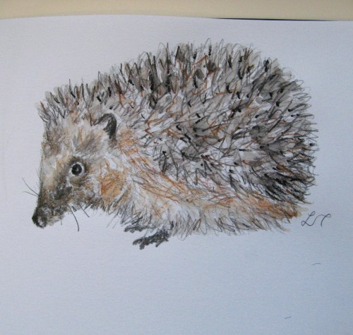 hedgehog drawings 002